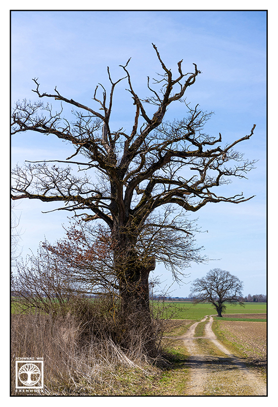 rural countryside, rural photography, rural landscape, agriculture, farming, field, fields, countryside, Bavaria, country road, dead. tree, old tree