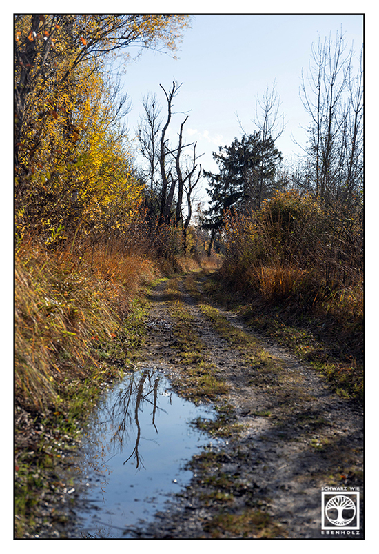 Waldweg Herbst, Herbstwald, Reflexion Pfütze, Spiegelung Pfütze, Regentag, Regenwetter