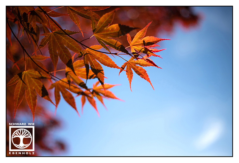 roter Ahorn, japanischer Ahorn, rotes Laub, Herbstlaub, Herbstblätter, rote Blätter