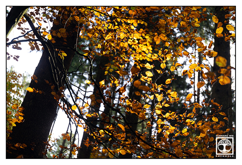 autumn forest, autumn trees, orange leaves, colorful leaves, colourful leaves, autumn leaves