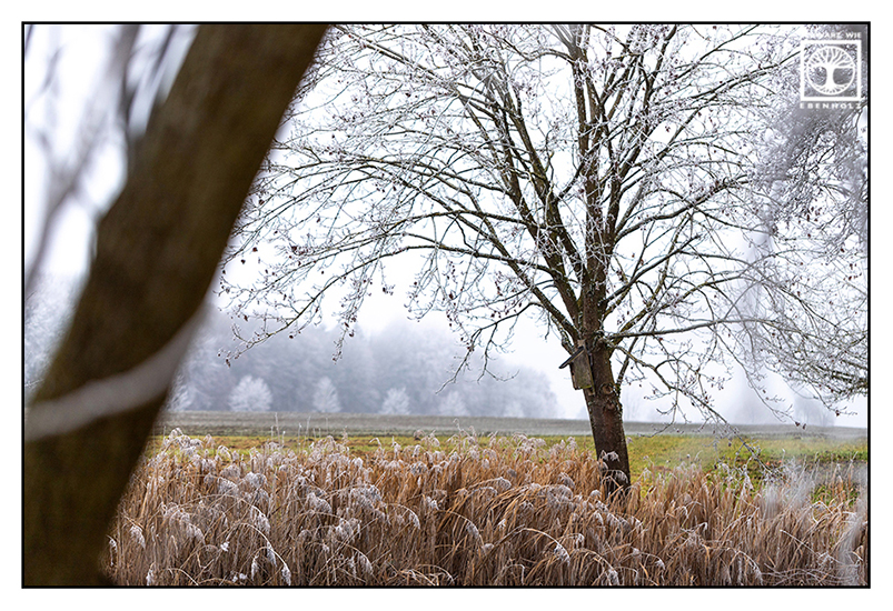 Frost Baum, verschneiter Baum, Winter Baum, Schnee Bum, Schnee auf den Zweigen, ländliche Idylle, Winterlandschaft, Althegnenberg