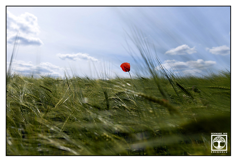 poppy, poppies, rural countryside, rural photography, rural landscape,field, fields, countryside, Bavaria
