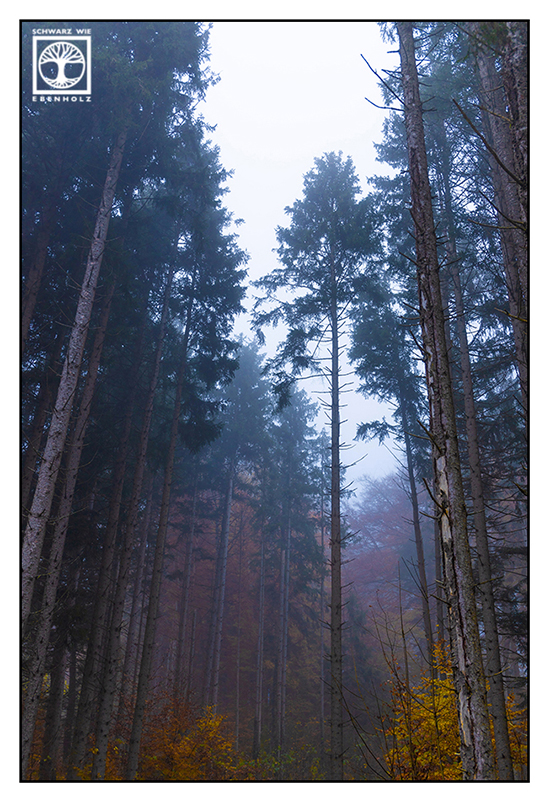foggy forest, fog, autumn forest, autumn trees, darkness, dark light
