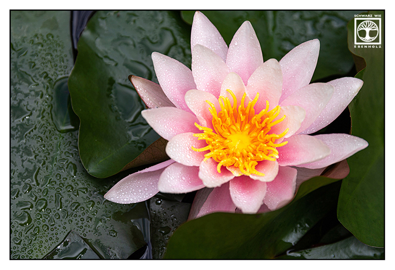 water lily, pink water lily, pond