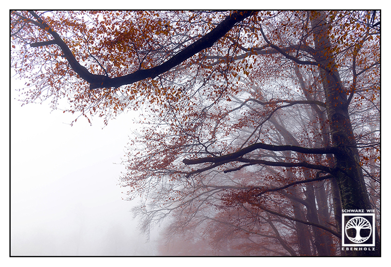autumn trees, fog trees