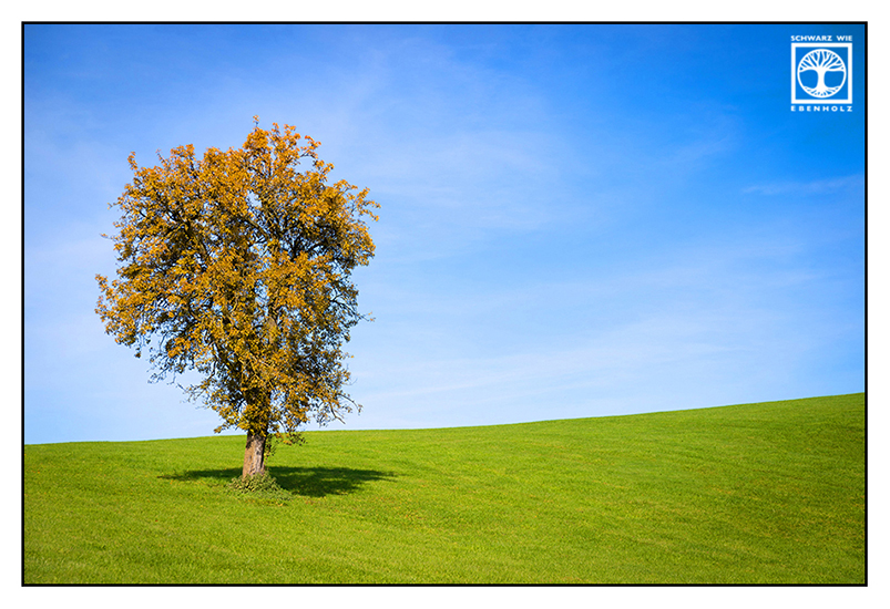 autumn tree, rural photography, rural countryside, rural scenery, autumn fields, lonely tree, orange leaves, autumn leaves
