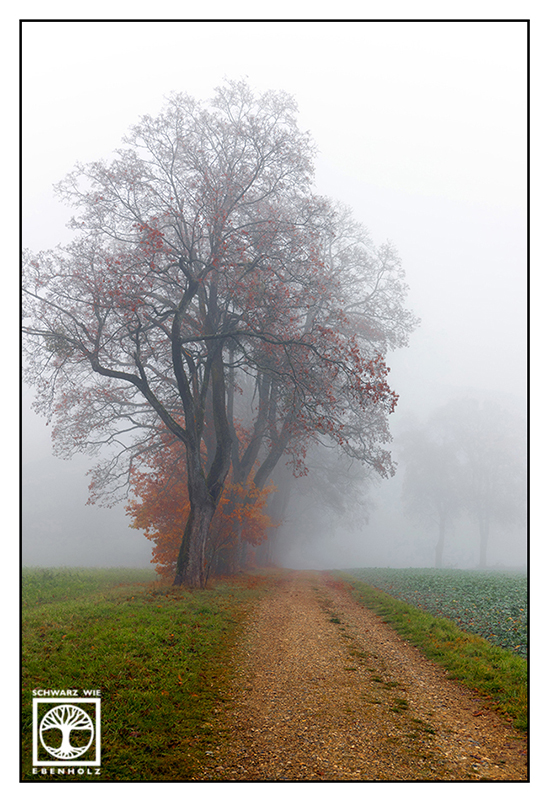 fog trees, fog fields, autumn trees