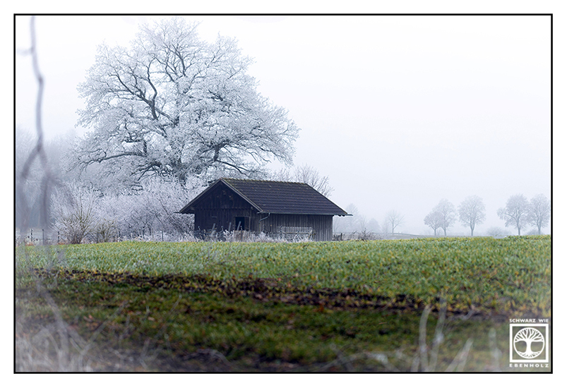 winter trees, snowy trees, rural photography, rural scenery