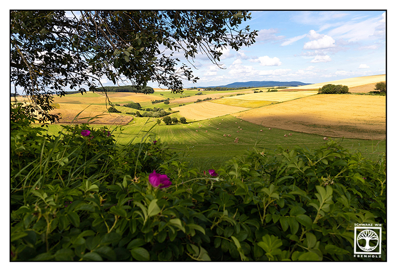 rural countryside, rural photography, rural landscape, field, fields, countryside, Pfalz