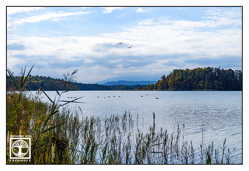See Herbst, Ostersee, Schilf See, Schilf, Ostersee Herbst
