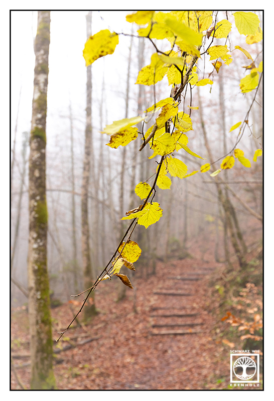 Kochel, Herbstwald, Wald Herbst, Waldweg Herbst, gelbes Laub, gelbe Blätter, buntes Laub, bunte Blätter, Nebelwald, Nebel Wald