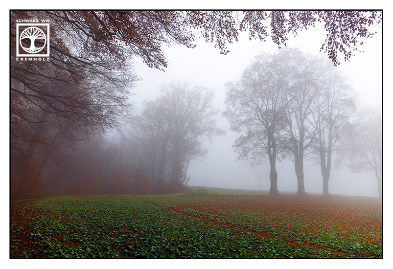 Herbstwald, Nebelwald, Herbst Wald, Herbst Wald Nebel, Felder Nebel