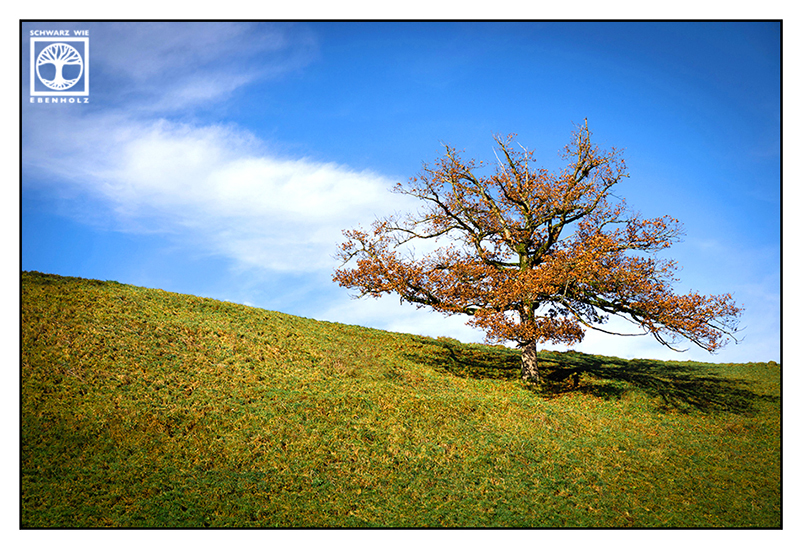 autumn tree, rural photography, rural countryside, rural scenery, autumn fields, lonely tree, orange leaves, autumn leaves