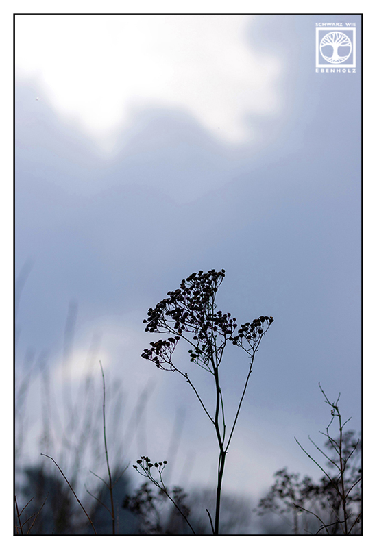 winter sky, silhouette flower