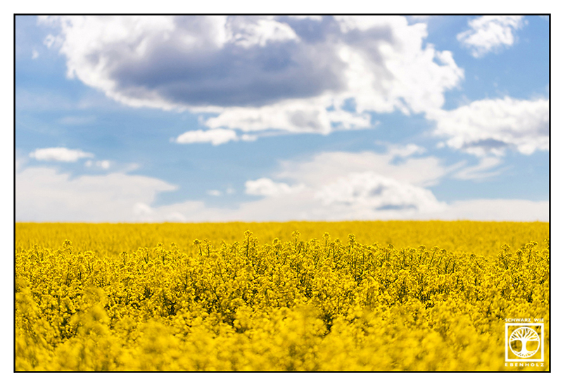 rural countryside, rural photography, rural landscape, agriculture, farming, field, fields, countryside, Bavaria, canola field, canola