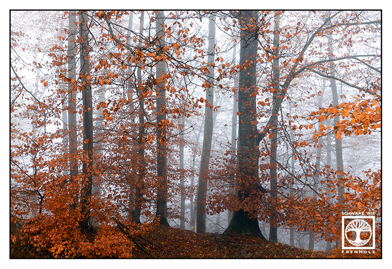 Herbstwald, Nebelwald, Herbst Wald, Herbst Wald Nebel, Herbstlaub, Bäume Herbst