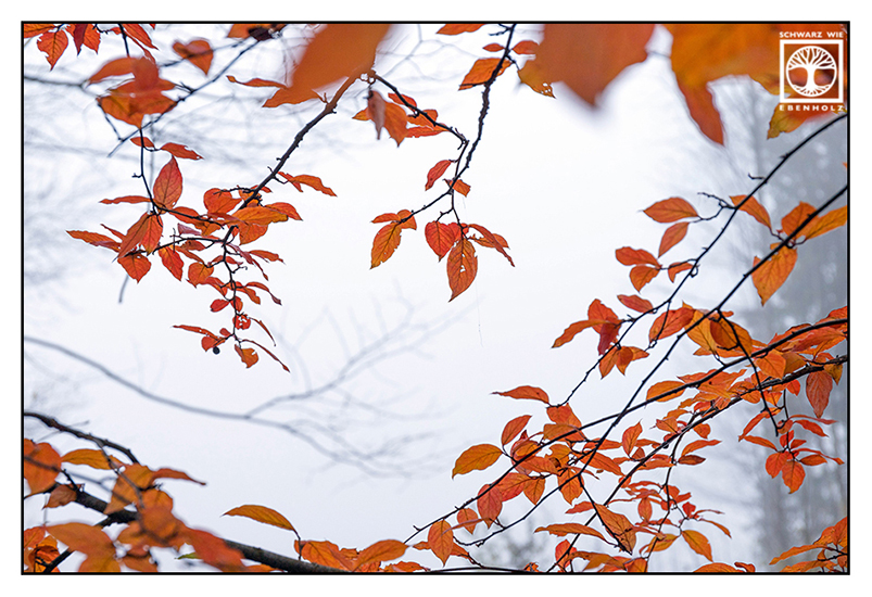 Herbstblätter, Herbst, orange Blätter, Herbstlaub, oranges Laub, bunte Blätter, Herbstwald, Warm Kalt Kontrast, orange Blätter Herbst, Wald Herbst Nebel