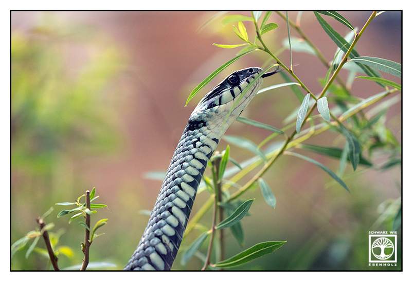 snake, snake tree, forked tongue