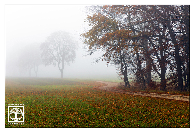 foggy fields, autumn fields, autumn trees, fog