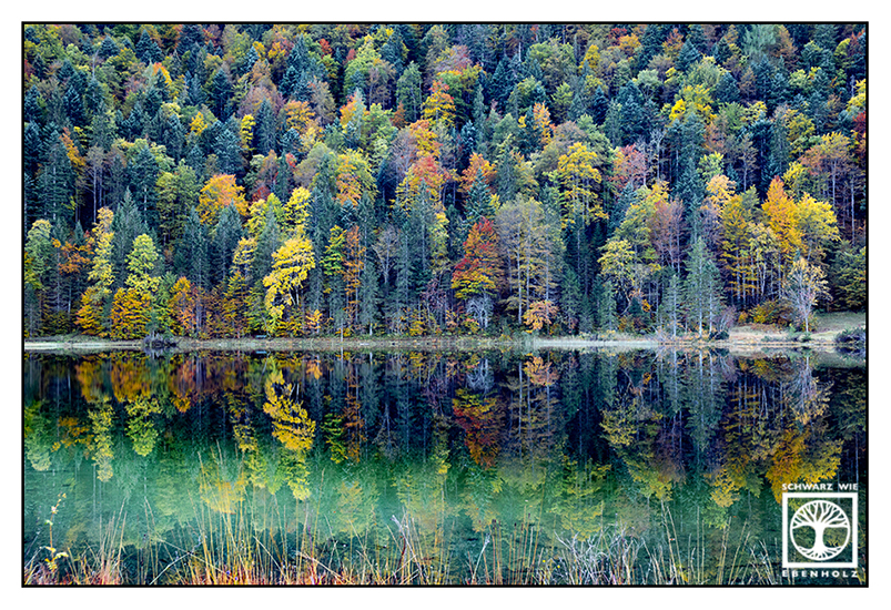 autumn lake, reflections lake, reflections water, reflection trees, Ferchensee, Mittenwald, autumn forest
