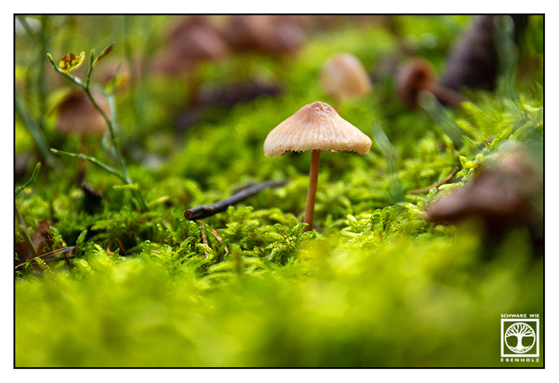 Pilz im Moos, kleiner brauner Pilz, Herbstwald, Makro Pilz