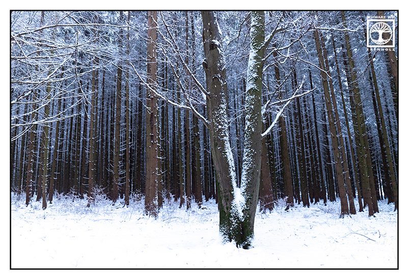 Winterwald, Wald Winter, verschneite Tannen, verschneite Bäume, Schnee auf den Zweigen, Winterlandschaft