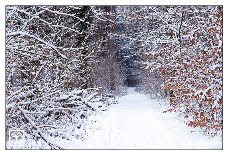 Winterwald, Wald Winter, verschneite Tannen, verschneite Bäume, Schnee auf den Zweigen, Winterlandschaft, Waldweg Winter