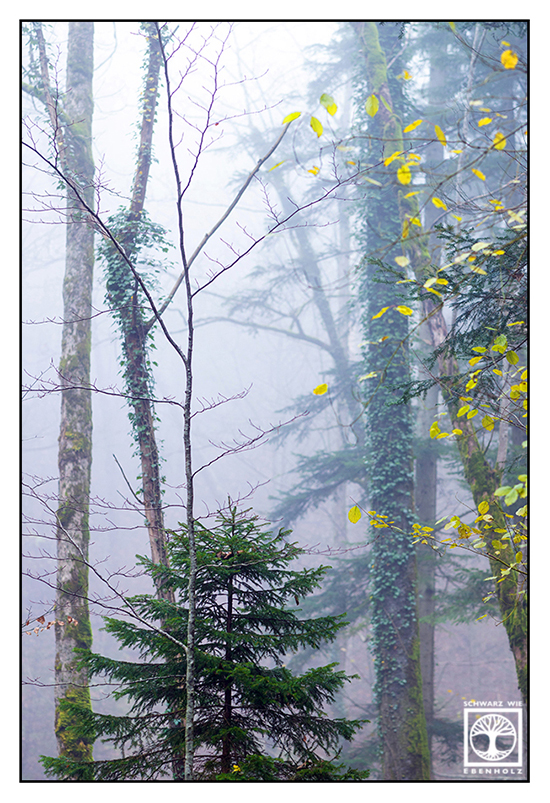 autumn forest, foggy forest, fog forest