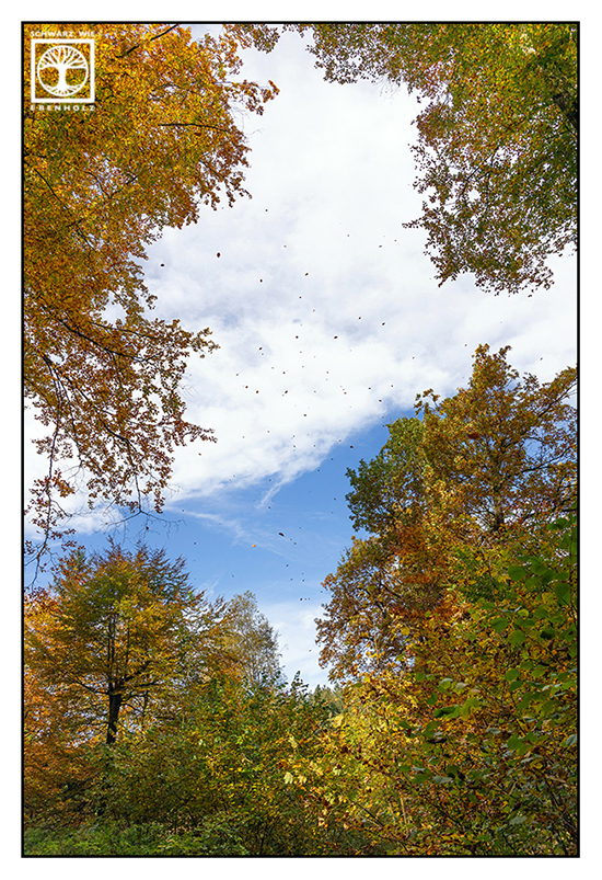 Herbstblätter, Herbst, orange Blätter, Herbstlaub, oranges Laub, bunte Blätter, Herbstwald, orange Blätter Herbst, Wald Herbst, fliegendes Herbstlaub