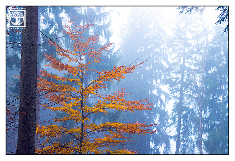 Herbstblätter, Herbst, Herbstlaub, bunte Blätter, Herbstwald, Warm Kalt Kontrast, orange Blätter Herbst, Wald Herbst Nebel, oranges Laub, orange Blätter