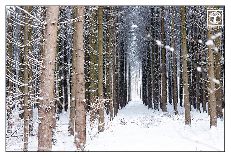 Winterwald, Wald Winter, verschneite Tannen, verschneite Bäume, Schnee auf den Zweigen, Winterlandschaft, Waldweg Winter