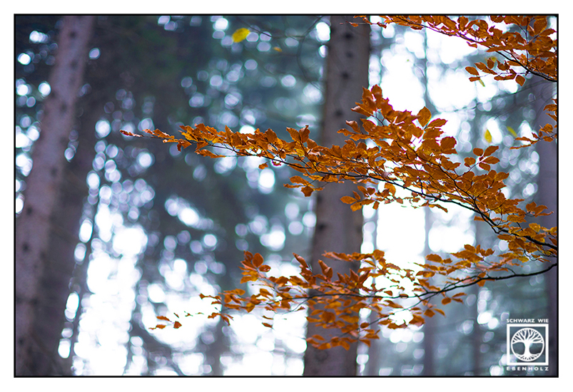 Herbstblätter, Herbst, orange Blätter, Herbstlaub, oranges Laub, bunte Blätter, Herbstwald, Warm Kalt Kontrast, orange Blätter Herbst