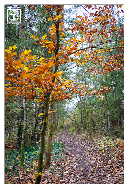 autumn forest, autumn trees, orange leaves, colorful leaves, colourful leaves, autumn leaves
