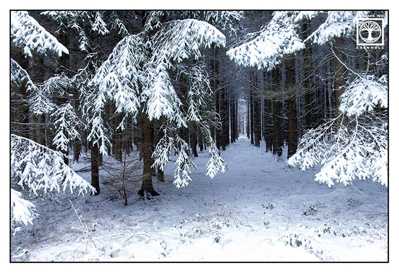 winter forest, winter trees, snowy forest, snow forest, snowy trees