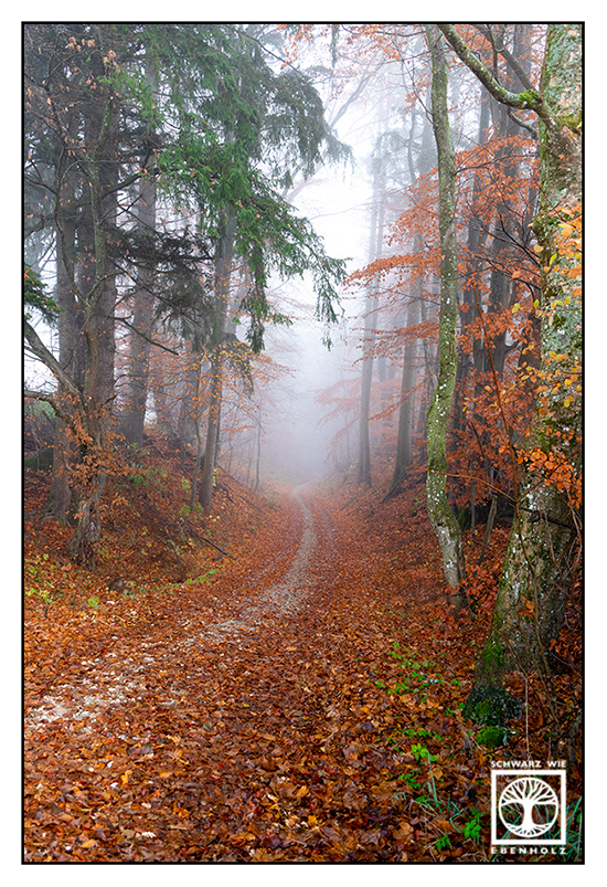 foggy forest, misty forest, misty forest path, autumn forest, fog forest